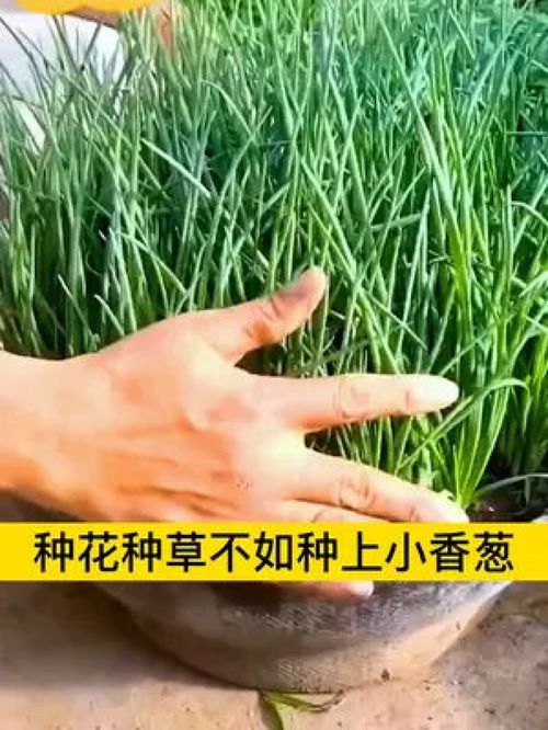 小香葱新品种 分生力强、葱香浓郁的优质家庭种植之选
