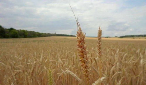 十七连丰的背后 2020年全国粮食总产量超1.3万亿斤的成就与挑战