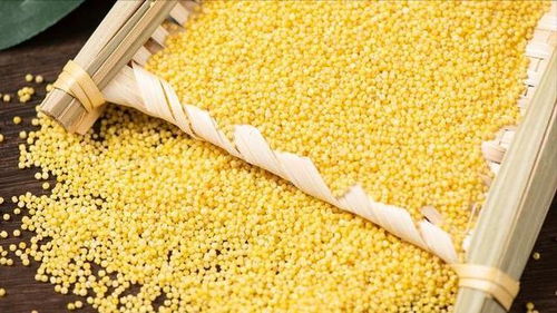 黄米再立新功 糖尿病患者常食，或可助力降低五种并发症风险